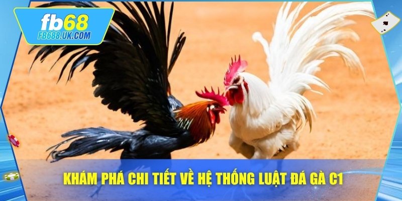 Khám phá chi tiết về hệ thống luật đá gà C1