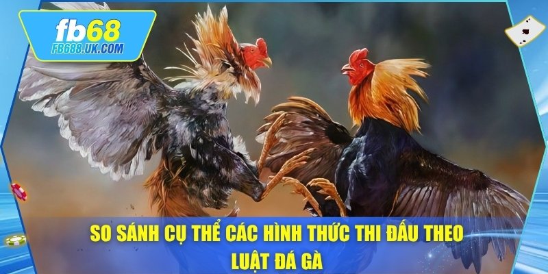 So sánh cụ thể các hình thức thi đấu theo luật đá gà