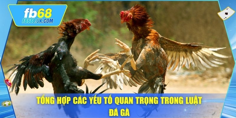 Tổng hợp các yếu tố quan trọng trong luật đá gà