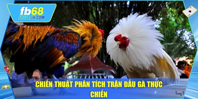 Chiến thuật phân tích trận đấu gà thực chiến