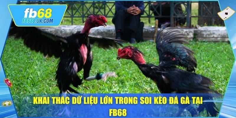 Khai thác dữ liệu lớn trong soi kèo đá gà tại FB68